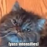 Yass Cat | [yass intensifies] | image tagged in yass cat | made w/ Imgflip meme maker