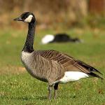 Canadien Goose