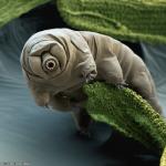 tardigrade meme