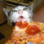 Pizza Cat meme