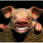 smiling piglet meme