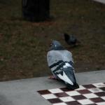 Pigeon Shitting on Chess Board