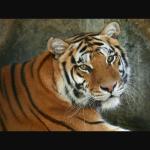Tigre Del Bengala 