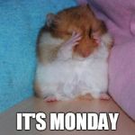 crying hamster | IT'S MONDAY | image tagged in crying hamster | made w/ Imgflip meme maker