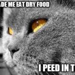 PTSD Cat | THEY MADE ME EAT DRY FOOD I PEED IN THEIRS | image tagged in ptsd cat,memes,funny cat memes | made w/ Imgflip meme maker
