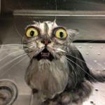 Astonished Wet Cat