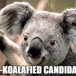 koala  | UN-KOALAFIED CANDIDATE | image tagged in koala | made w/ Imgflip meme maker