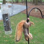 stuck squirrel