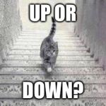 Escher Cat | UP OR DOWN? | image tagged in escher cat | made w/ Imgflip meme maker