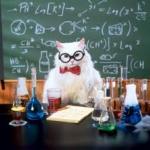 Teacher Cat