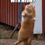 dancing cat | WANNA DANCE WITH MEOW? | image tagged in dancing cat | made w/ Imgflip meme maker