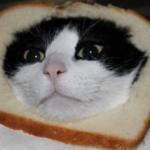 In bread cat meme