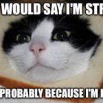 In bread cat | SOME WOULD SAY I'M STRANGE THAT'S PROBABLY BECAUSE I'M INBRED | image tagged in in bread cat | made w/ Imgflip meme maker