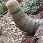 Anything can be a dildo