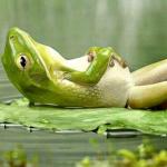 Lazy frog
