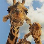 Giraffes 