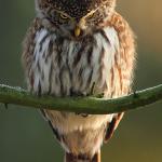 Owl of correction