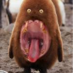 Hairy big mouth penguin meme