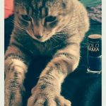 Kitty Manicure | KEEP CALM AND HAVE A MANI PEDI | image tagged in kitty manicure | made w/ Imgflip meme maker