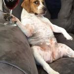 Dog drinking wine
