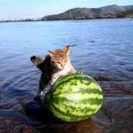Argument invalid watermelon cat