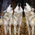 Wolf chorus