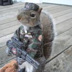 Army squirrel meme