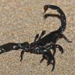 Scorpions meme