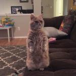 Standing Cat meme