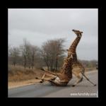 Giraffe falling 