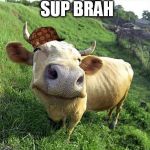 Cow Meme Generator - Imgflip