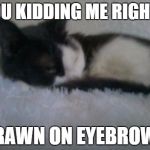 When people see a mugshot of an inmate with drawn on eyebrows the entire Facebook comments go nuts. | YOU KIDDING ME RIGHT? DRAWN ON EYEBROWS | image tagged in death stare,cats,i don't care | made w/ Imgflip meme maker