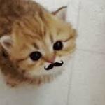 Mustache kitten