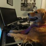 Dog behind a computer meme