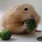 Broccoli Hamster meme