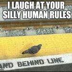 disobedient pigeon | I LAUGH AT YOUR SILLY HUMAN RULES | image tagged in disobedient pigeon | made w/ Imgflip meme maker