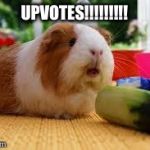 Pickle!!!!!!!!!!!!! | UPVOTES!!!!!!!!! | image tagged in pickle | made w/ Imgflip meme maker