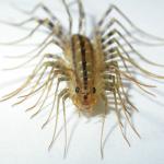 house centipede meme