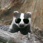 Cool Badger