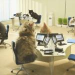 Office cats meme