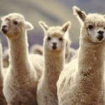 llamas