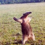 Motherfucking anteater 