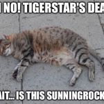 Dead cats can do anything | OH NO! TIGERSTAR'S DEAD! "WAIT… IS THIS SUNNINGROCKS?" | image tagged in dead cats can do anything | made w/ Imgflip meme maker