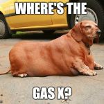 fat dachshund | WHERE'S THE GAS X? | image tagged in fat dachshund | made w/ Imgflip meme maker