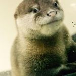 Derp otter  | WHEN SOMEONE ASKS ME TO LOOK AT THEM | image tagged in derp otter | made w/ Imgflip meme maker