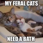 cats in sink | MY FERAL CATS NEED A BATH | image tagged in cats in sink | made w/ Imgflip meme maker