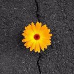 Flower In Concrete | SOAR TO NEW HEIGHTS | image tagged in flower in concrete | made w/ Imgflip meme maker