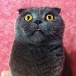 astonished cat