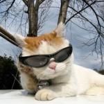 Cool Sunglasses Cat meme