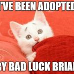 Concerned Cat | I'VE BEEN ADOPTED BY BAD LUCK BRIAN | image tagged in concerned cat,memes,original meme,bad luck brian | made w/ Imgflip meme maker